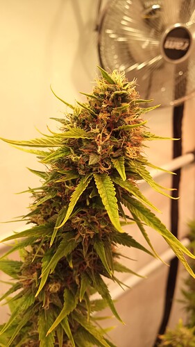 Growreport Bild 57