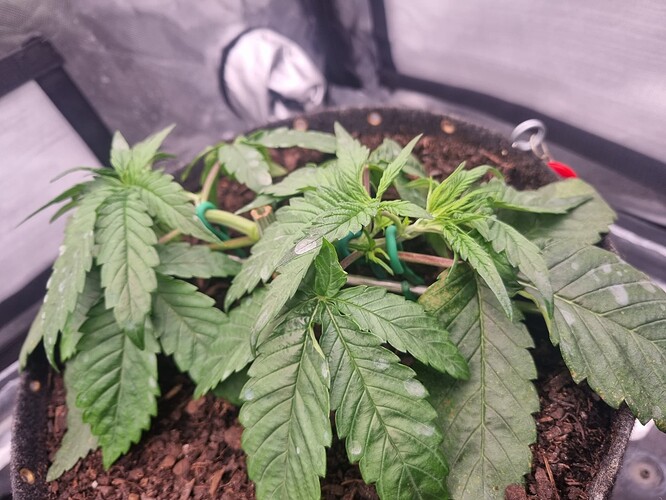 Growreport Bild 11
