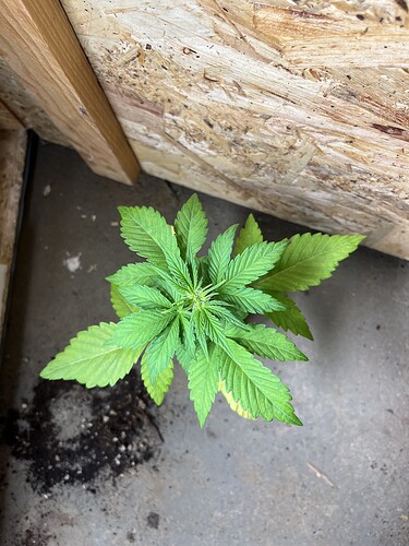 Growreport Bild 7