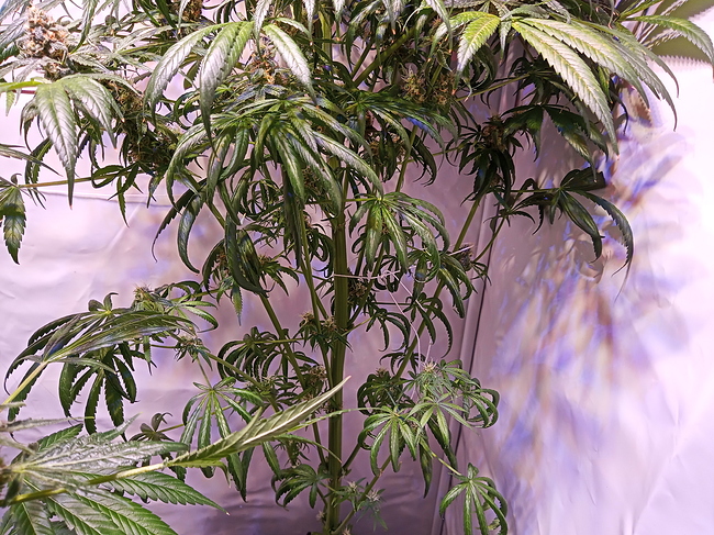 Growreport Bild 2