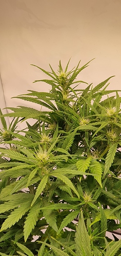 Growreport Bild 4