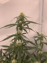 Growreport Bild 2