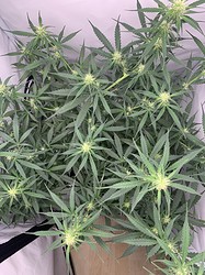 Growreport Bild 10