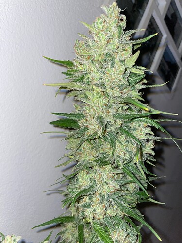 Growreport Bild 19