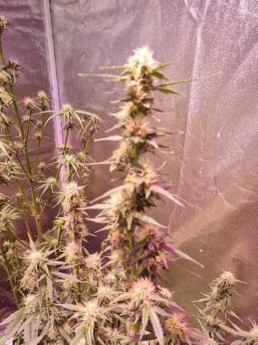 Growreport Bild 15