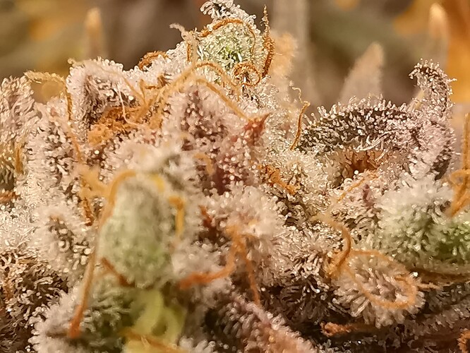 Growreport Bild 34