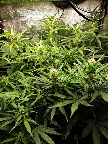 Growreport Bild 4