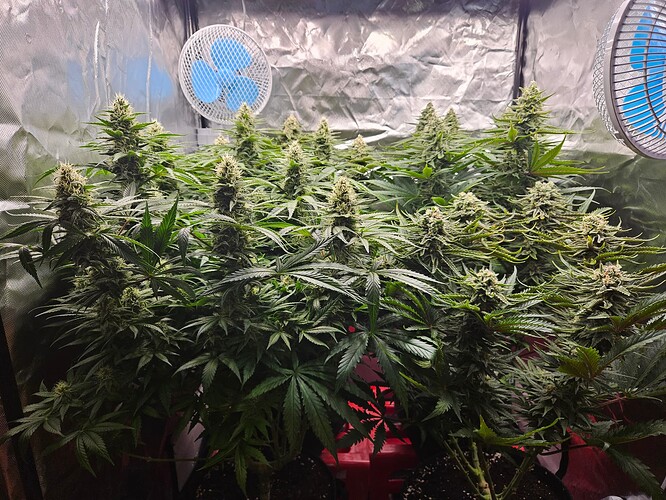 Growreport Bild 46