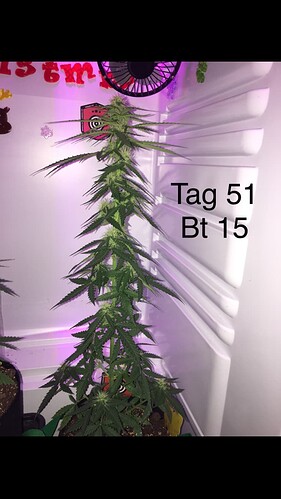 Growreport Bild 13