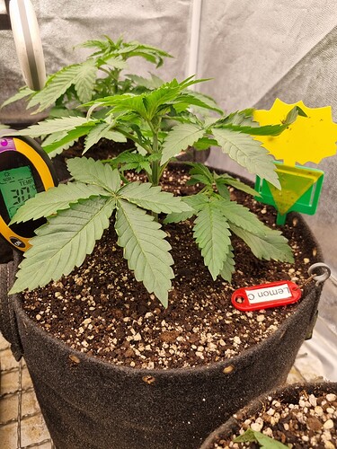 Growreport Bild 4