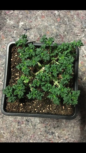 Growreport Bild 6