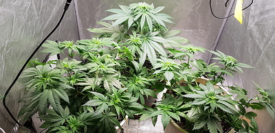 Growreport Bild 1