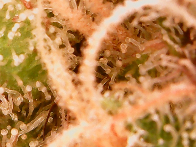 Growreport Bild 3