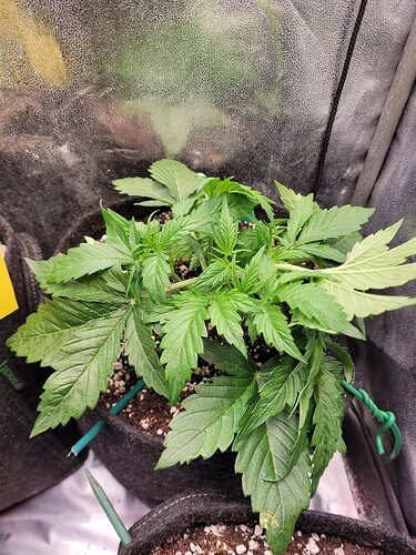 Growreport Bild 20