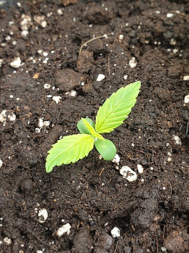 Growreport Bild 8