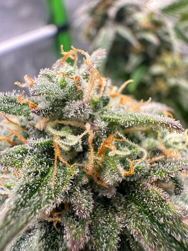 Growreport Bild 20
