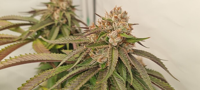 Growreport Bild 21