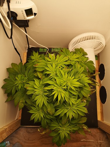 Growreport Bild 4