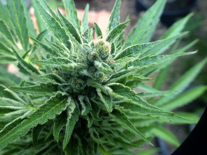 Growreport Bild 19