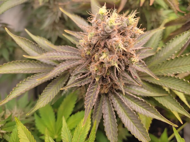Growreport Bild 8