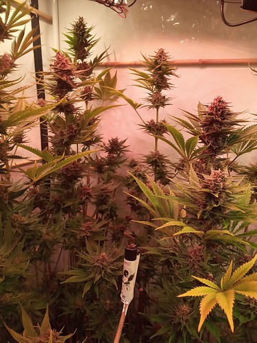 Growreport Bild 57