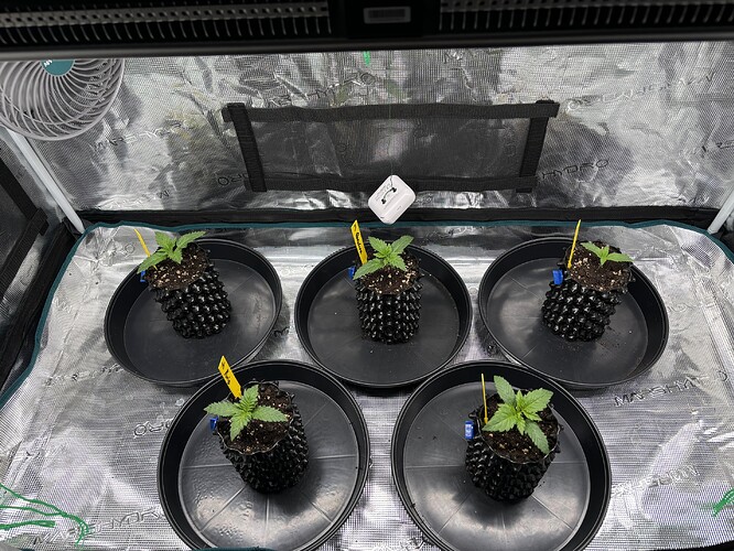 Growreport Bild 33