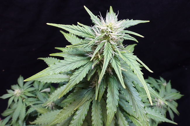 Growreport Bild 21