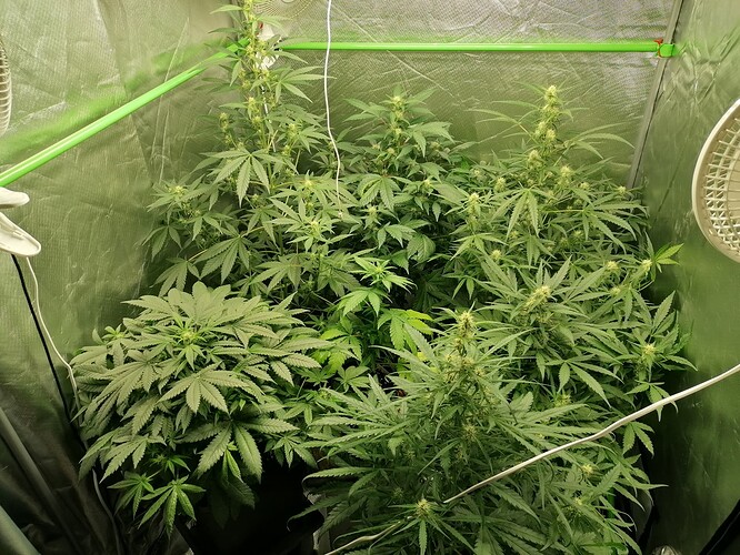 Growreport Bild 11