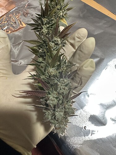 Growreport Bild 1