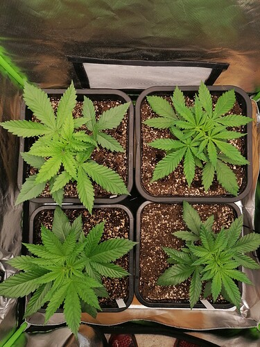 Growreport Bild 7