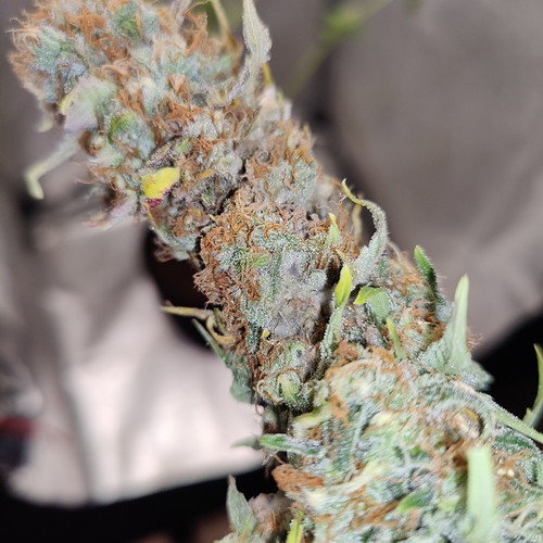 Growreport Bild 9