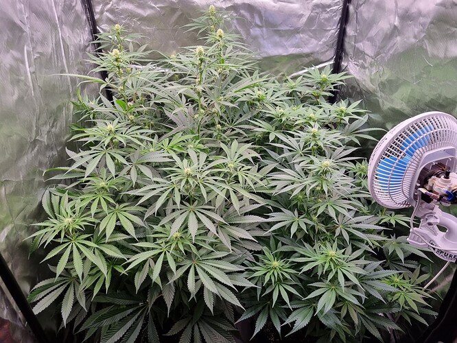 Growreport Bild 59