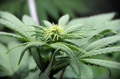 Growreport Bild 23
