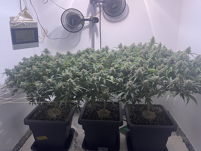 Growreport Bild 1