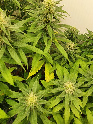 Growreport Bild 13