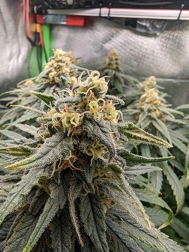 Growreport Bild 6