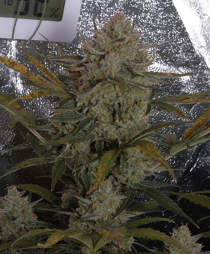 Growreport Bild 1
