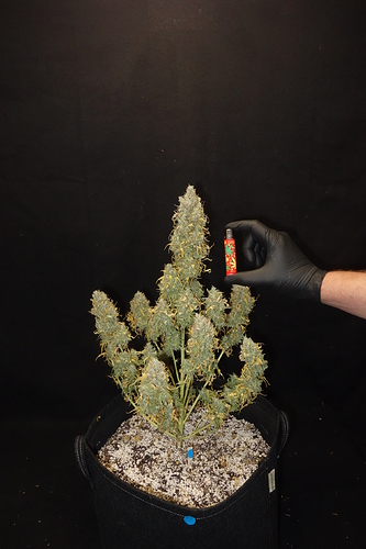 Growreport Bild 7