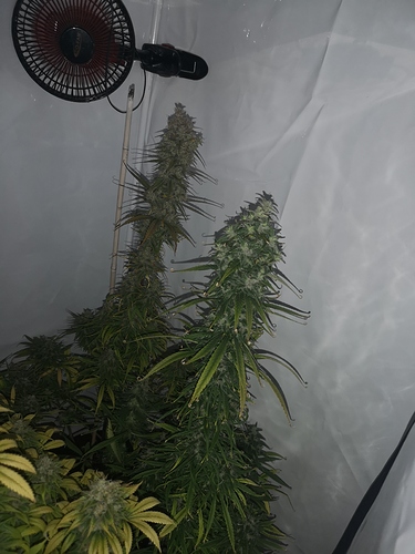 Growreport Bild 4