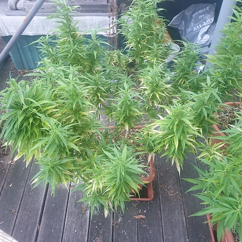 15967381291185491630777358780807