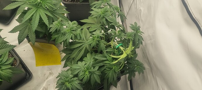 Growreport Bild 27