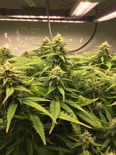 Growreport Bild 17