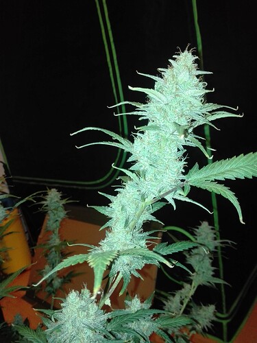 Growreport Bild 5