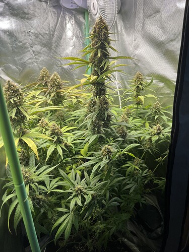 Growreport Bild 3
