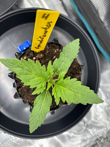 Growreport Bild 87