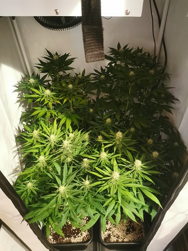 Growreport Bild 2