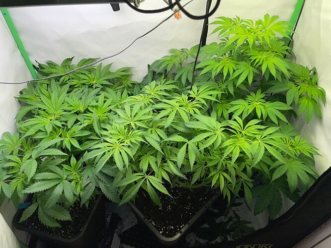 Growreport Bild 1