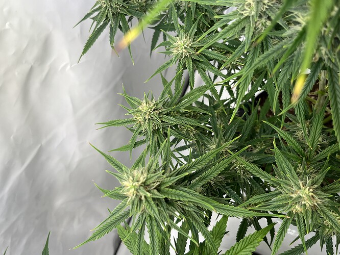 Growreport Bild 30