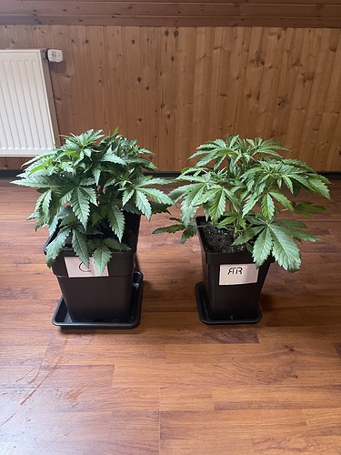 Growreport Bild 20
