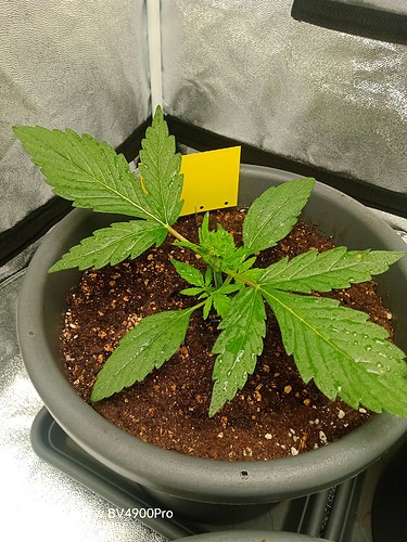 Growreport Bild 7